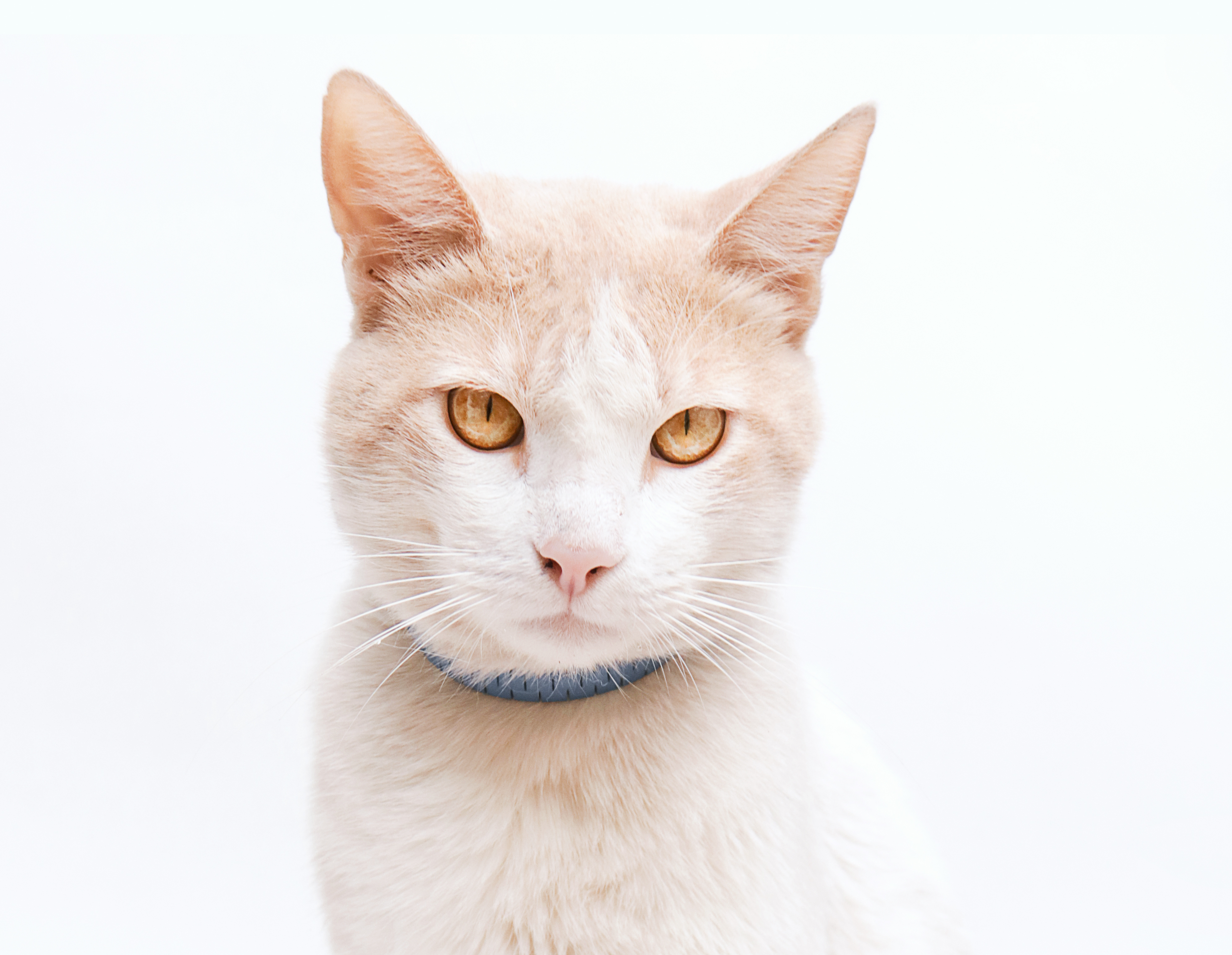 Happy cat with owner